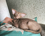 Кошки в Москве: Ориентальных экстремальные котята в Москве Девочка, Бесплатно - фото 4