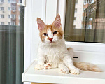 Кошки в Москве: Пушистое чудо, котенок по имени Сахарок в дар Мальчик, Бесплатно - фото 2