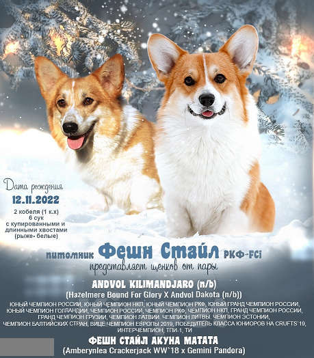 Собаки в Москве: вельш корги пемброк щенки от Интерчемпиона Девочка, 50 000 руб. - фото 9