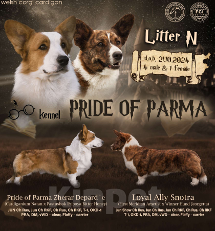 Собаки в Перми: Щенки вельш корги кардиган Девочка, 55 000 руб. - фото 4