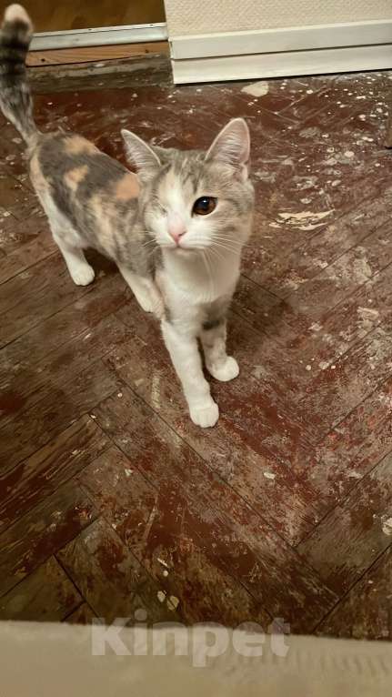 Кошки в Ростове-на-Дону: Потерялась кошка Девочка, Бесплатно - фото 4