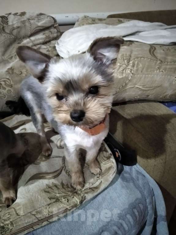 Собаки в других городах Тульской области: Продаются девочки Девочка, 15 000 руб. - фото 2