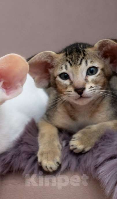 Кошки в Санкт-Петербурге: Котенок, мальчик  Мальчик, 120 000 руб. - фото 2