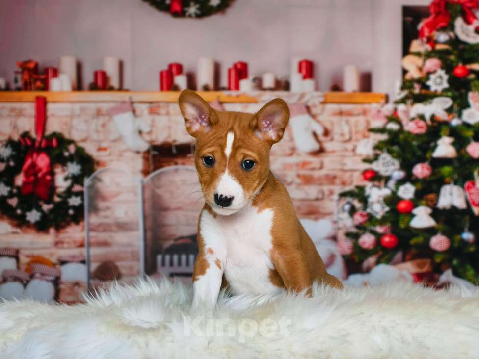 Собаки в Москве: Щенок 2 месяца Мальчик, 60 000 руб. - фото 1