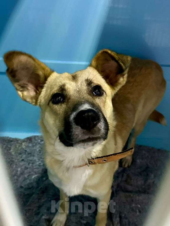 Собаки в Москве: Выпуск в субботу. Самая благодарная собака Девочка, Бесплатно - фото 3