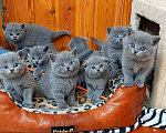 Кошки в Коломне: Полидактильные шотландцы из Канады Мальчик, 40 000 руб. - фото 6
