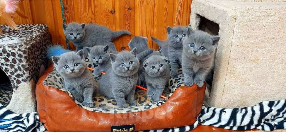 Кошки в Коломне: Полидактильные шотландцы из Канады Мальчик, 40 000 руб. - фото 6