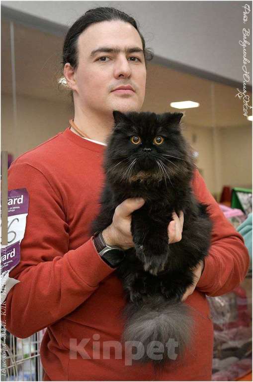 Кошки в Краснодаре: Дасти Pol Catana Девочка, 45 000 руб. - фото 5