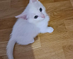 Кошки в Пятигорске: Отдадим в добрые руки четырёх котят.  Мальчик, 1 руб. - фото 6