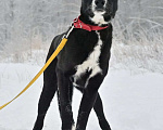Собаки в Москве: Щенок метис черного лабрадора Найт в дар Мальчик, Бесплатно - фото 3