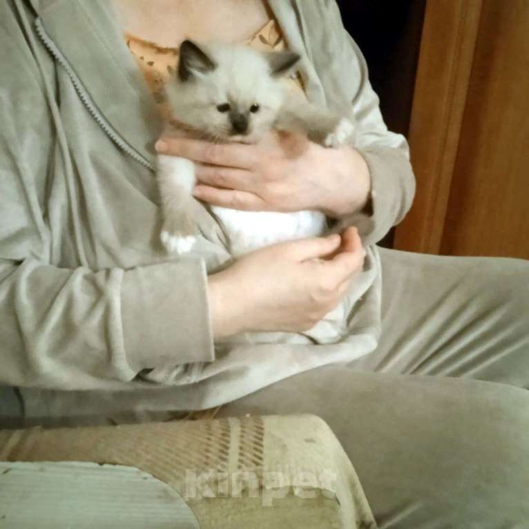 Кошки в Химках: Котята к Новому Году Мальчик, 15 000 руб. - фото 5