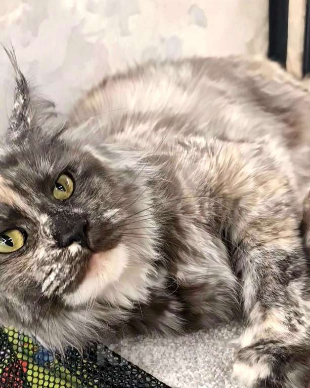 Кошки в других городах Ярославской области: Мейн кун мальчик Мальчик, Бесплатно - фото 8