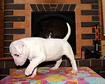 Собаки в Череповце: Предлагаем щенков стандартного бультерьера. Мальчик, Бесплатно - фото 3