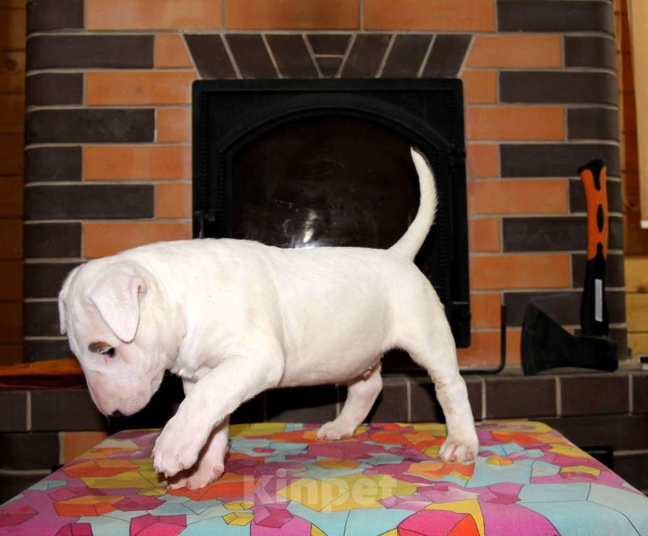 Собаки в Череповце: Предлагаем щенков стандартного бультерьера. Мальчик, Бесплатно - фото 3