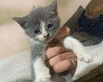 Кошки в Казани: Котята в добрые руки Девочка, Бесплатно - фото 1