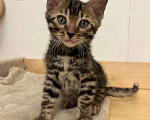 Кошки в Москве: Бенгальский котенок  Мальчик, 50 000 руб. - фото 9