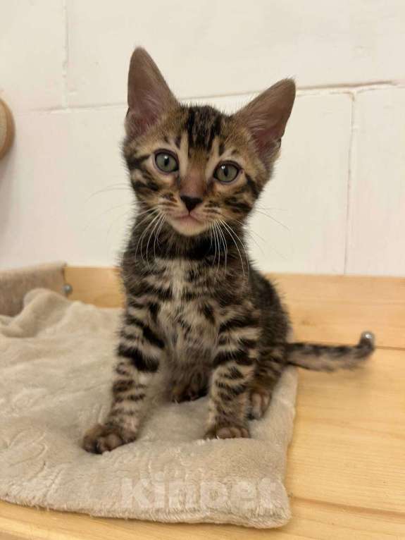 Кошки в Москве: Бенгальский котенок  Мальчик, 50 000 руб. - фото 9