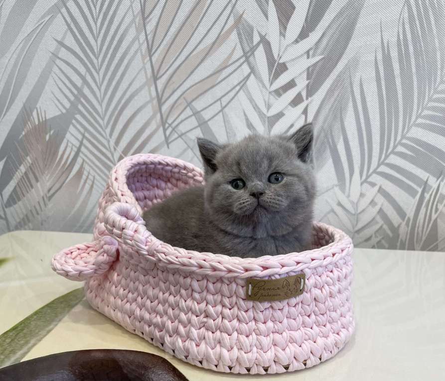 Кошки в Санкт-Петербурге: Британская голубая девочка Девочка, 40 000 руб. - фото 2