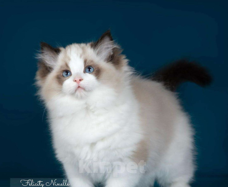Кошки в Москве: Рэгдолл котята  Мальчик, Бесплатно - фото 4