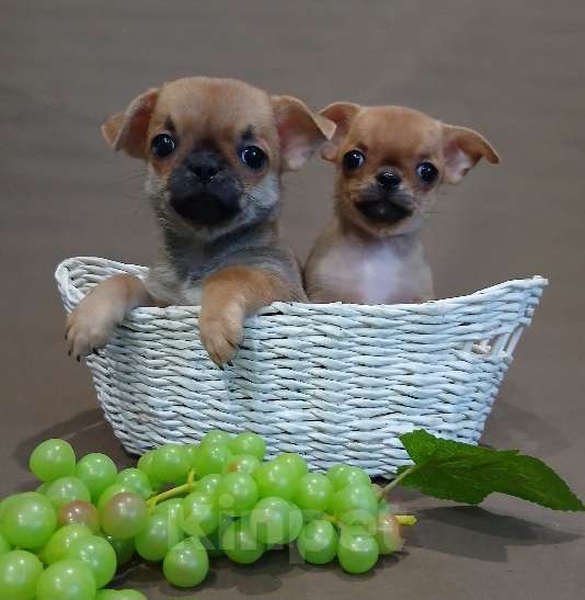 Собаки в Туле: Мальчики и девочки чихуахуа Разнополые, 15 000 руб. - фото 8