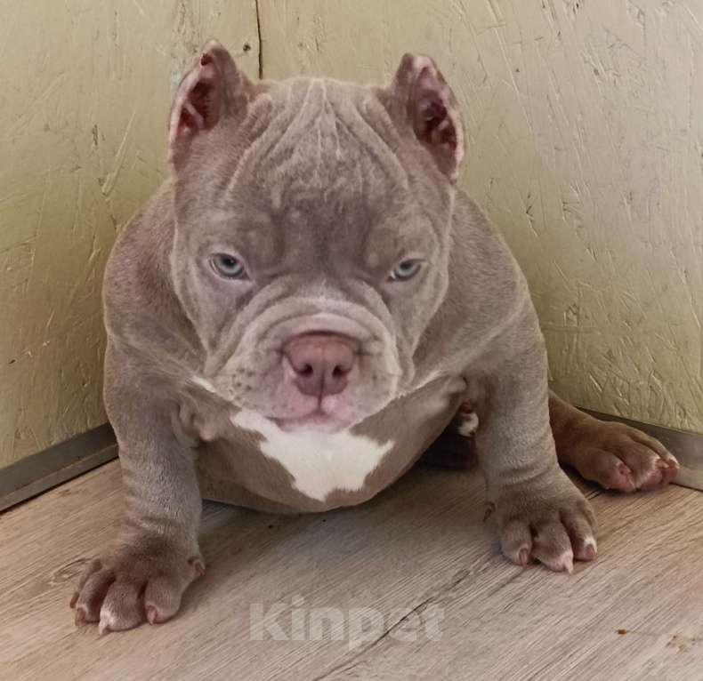 Собаки в Москве: Красотка Американский Булли Девочка, 210 000 руб. - фото 3