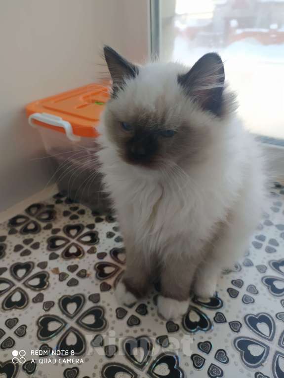 Кошки в Барнауле: Продажа котят породы Регдолл Мальчик, 40 000 руб. - фото 3