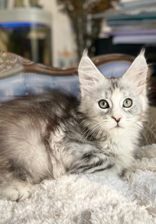 Кошки в Чайковском: Предлагаются к резерву котята породы  Мейн-кун Девочка, 45 000 руб. - фото 3