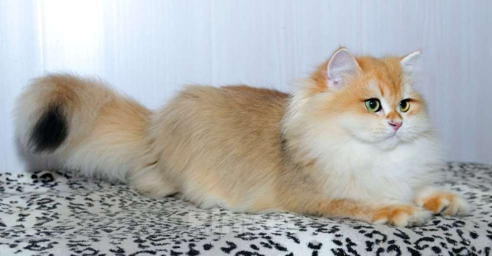 Кошки в Рыбинске: Барси Мальчик, 25 000 руб. - фото 4