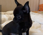 Собаки в Видном: К продаже предлагается чудесный щенок чихуахка Мальчик, 60 000 руб. - фото 1