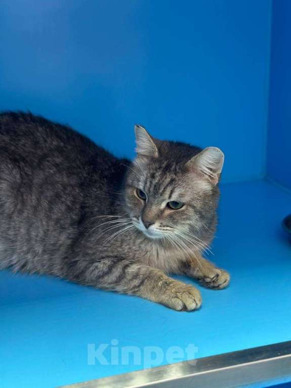 Кошки в Москве: Заметят ли обычного кота? Мальчик, Бесплатно - фото 2