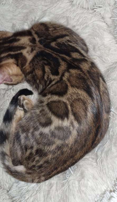 Кошки в Кемерово: Продам Бенгальских котят с документами Мальчик, 50 000 руб. - фото 5