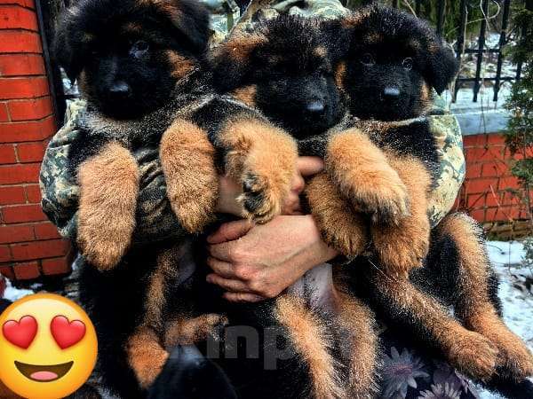Собаки в Москве: Элитные щенки немецкой овчарки длиношерстные Девочка, 40 000 руб. - фото 2