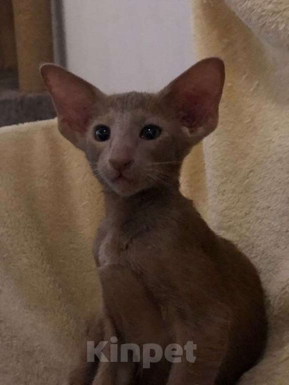 Кошки в Нижнем Новгороде: Ориентальный котенок мальчик  Мальчик, 70 000 руб. - фото 2