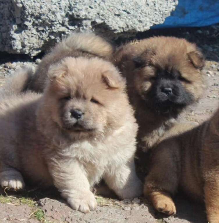 Собаки в Новосибирске: Чау чау щенки Девочка, Бесплатно - фото 1