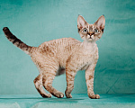 Кошки в Химках: кошечка породы Девон-рекс Девочка, 100 000 руб. - фото 4