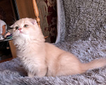 Кошки в сестрорецке: Марсель очень душевный Мальчик, 25 000 руб. - фото 1