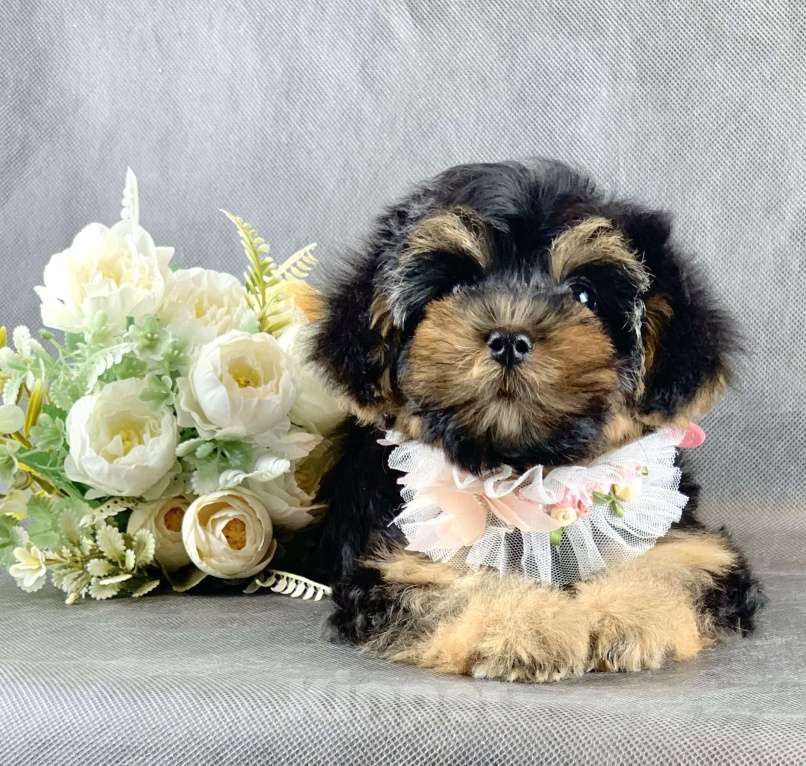 Собаки в Москве: Йоркипу мимишные малыши Девочка, 25 000 руб. - фото 10