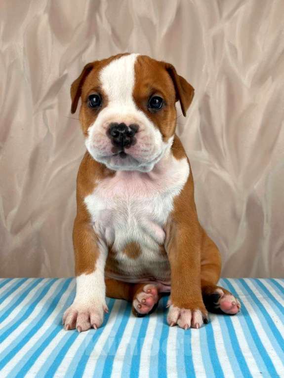 Собаки в Москве: Шикарные детки амстаффа  Мальчик, 30 000 руб. - фото 4