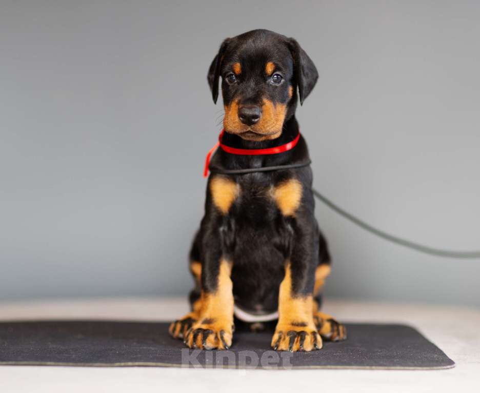 Собаки в Москве: Щенки добермана Девочка, 110 000 руб. - фото 6