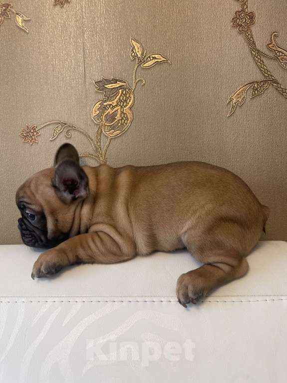 Собаки в Москве: Продаются щенки французкого бульдога Мальчик, 50 руб. - фото 5