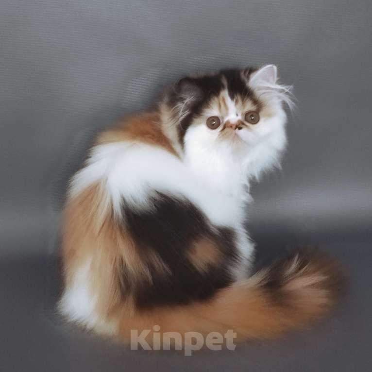 Кошки в Новосибирске: Персидская кошечка  Девочка, 35 000 руб. - фото 3