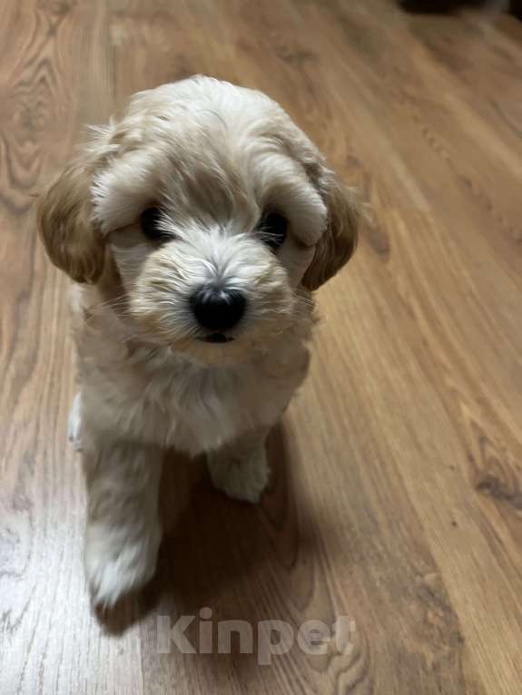 Собаки в Москве: Очаровательная девочка мальтипу f1 Девочка, 60 000 руб. - фото 9