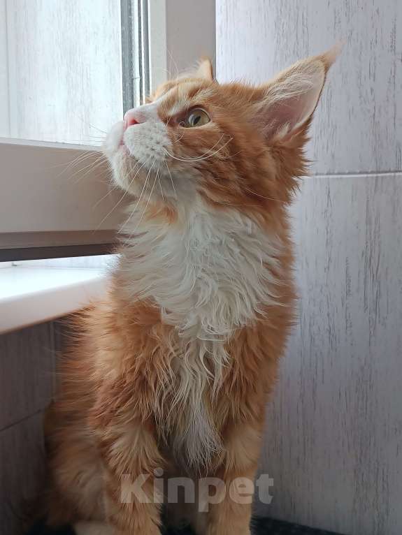 Кошки в Москве: Котенок Мейн-Кун Мальчик, Бесплатно - фото 2