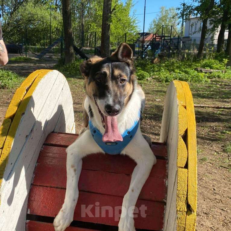 Собаки в Ярославле: Добрый и ласковый пес ищет дом! Мальчик, 1 руб. - фото 3