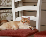 Кошки в Москве: Британский котенок Девочка, 80 000 руб. - фото 1
