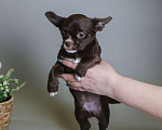 Собаки в Королеве: Щенкок Чихуа-хуа Мальчик, 15 000 руб. - фото 6