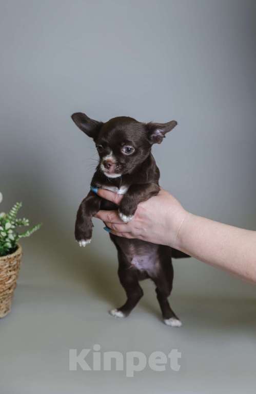 Собаки в Королеве: Щенкок Чихуа-хуа Мальчик, 15 000 руб. - фото 6
