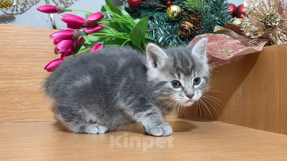 Кошки в других городах Ленинградской области: Курильский бобтейл редкий окрас Девочка, 25 000 руб. - фото 3