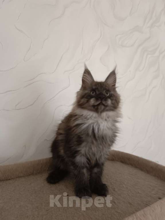 Кошки в Воронеже: Котенок мейн-кун Девочка, 35 000 руб. - фото 3