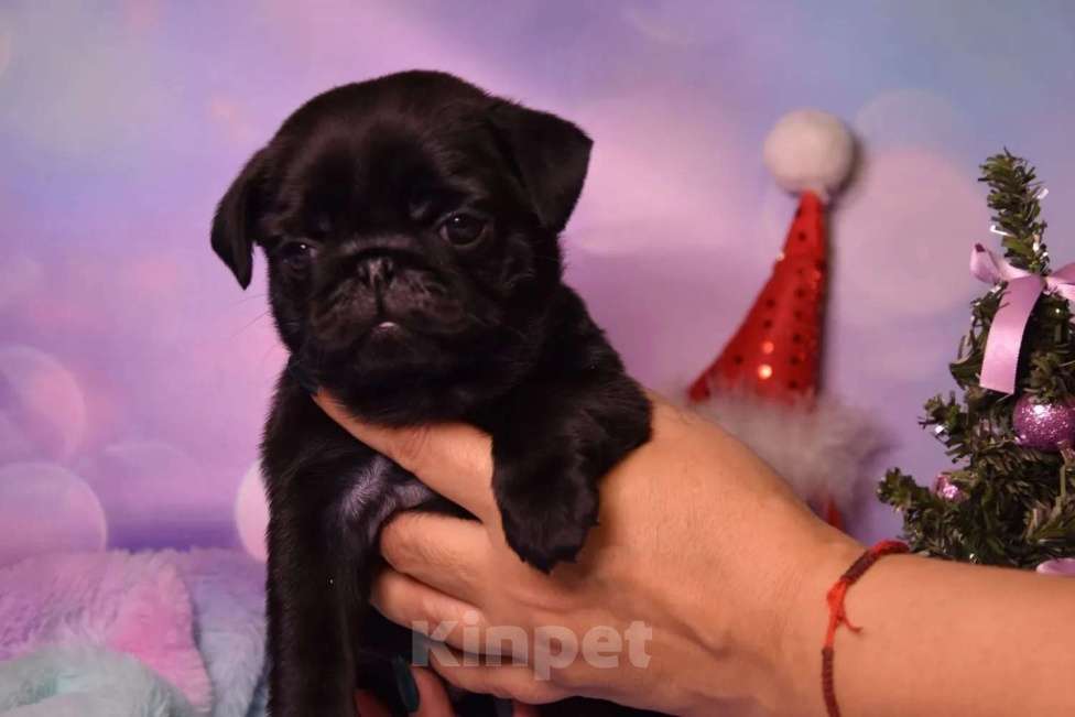 Собаки в Ростове-на-Дону: Щенки мопса  Мальчик, 60 000 руб. - фото 2